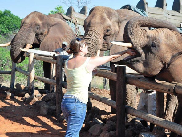 Emma Harrop - elephant feeding time!